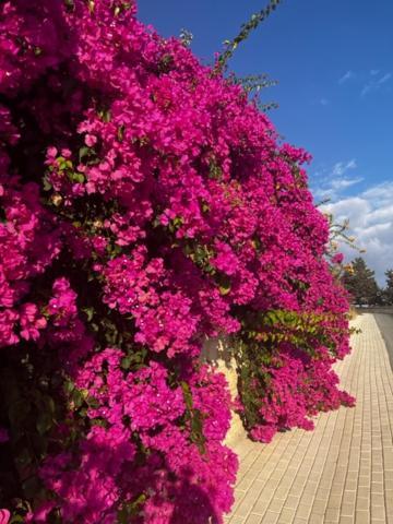 2 Palaepaphos Gardens Daire Sakarya Dış mekan fotoğraf